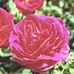 Plant Sale and Flea Market | Sunday, May 19, 2013