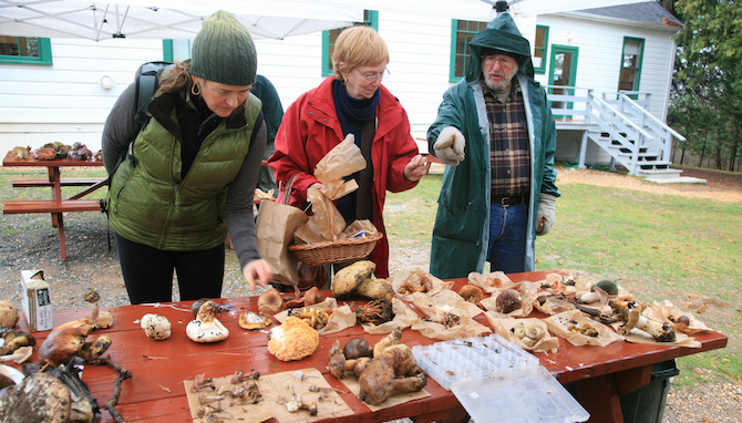 fungus foray at the schoolhouse