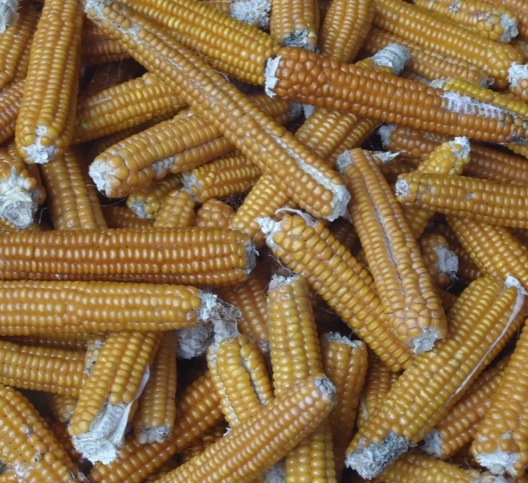 Annual Seed Swap | Sunday, March 16, 2014