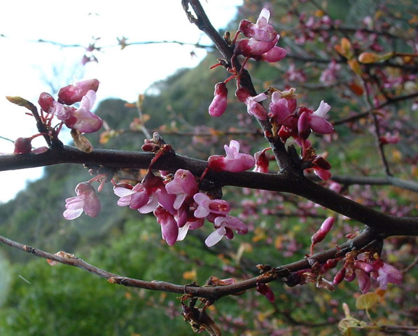 Spring Benefit Dinner|Saturday, May 14, 2016